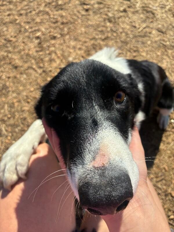 Enlarge Oreo, a Adoptable mixed breed in Thomasville, AL image 2/4