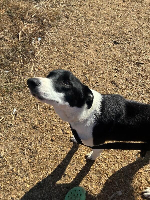 Enlarge Oreo, a Adoptable mixed breed in Thomasville, AL image 3/4