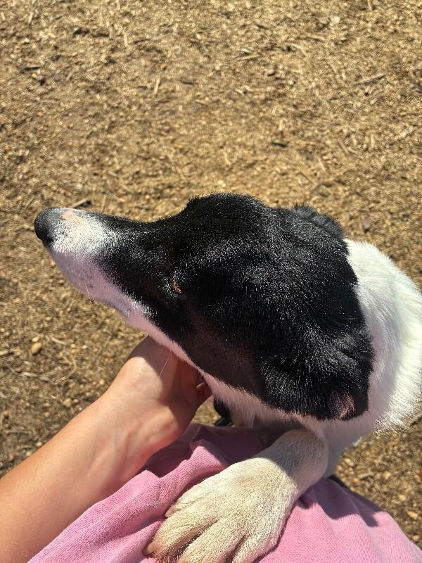 Enlarge Oreo, a Adoptable mixed breed in Thomasville, AL image 4/4