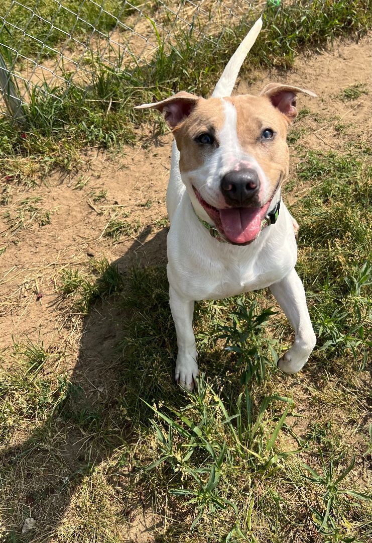 Maggie, an adoptable Mixed Breed in Mishawaka, IN, 46545 | Photo Image 1
