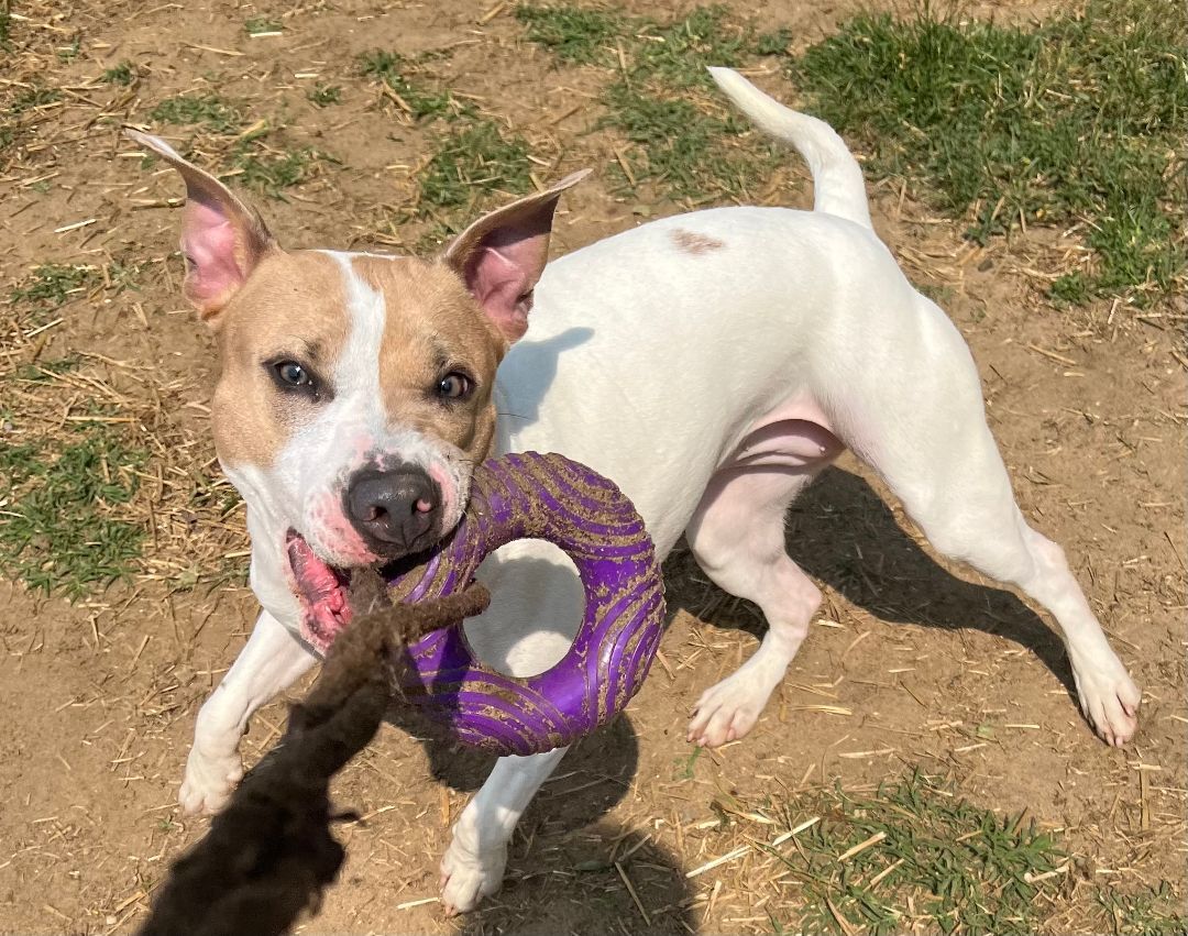 Maggie, an adoptable Mixed Breed in Mishawaka, IN, 46545 | Photo Image 6