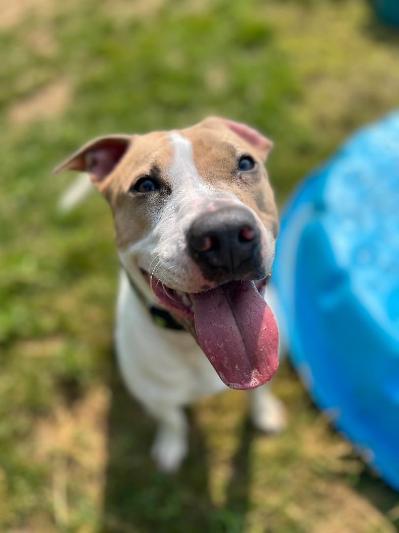 Maggie, an adoptable Mixed Breed in Mishawaka, IN, 46545 | Photo Image 5