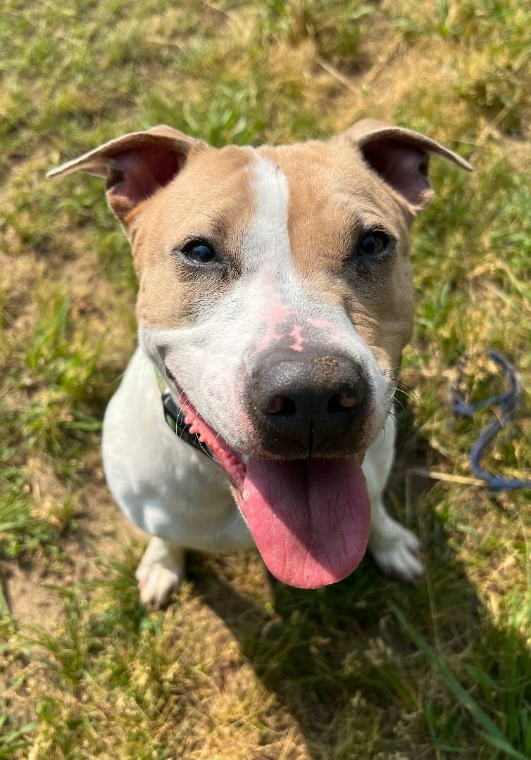 Maggie, an adoptable Mixed Breed in Mishawaka, IN, 46545 | Photo Image 4