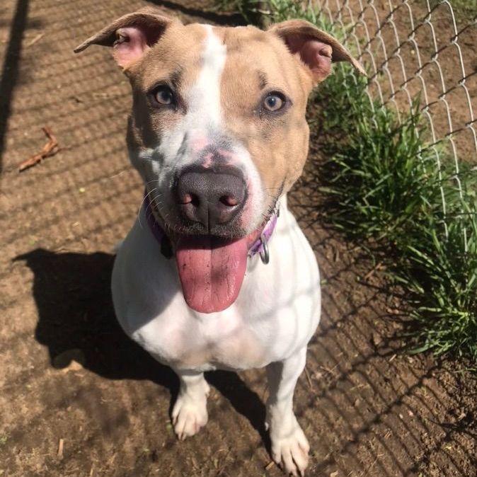Maggie, an adoptable Mixed Breed in Mishawaka, IN, 46545 | Photo Image 2