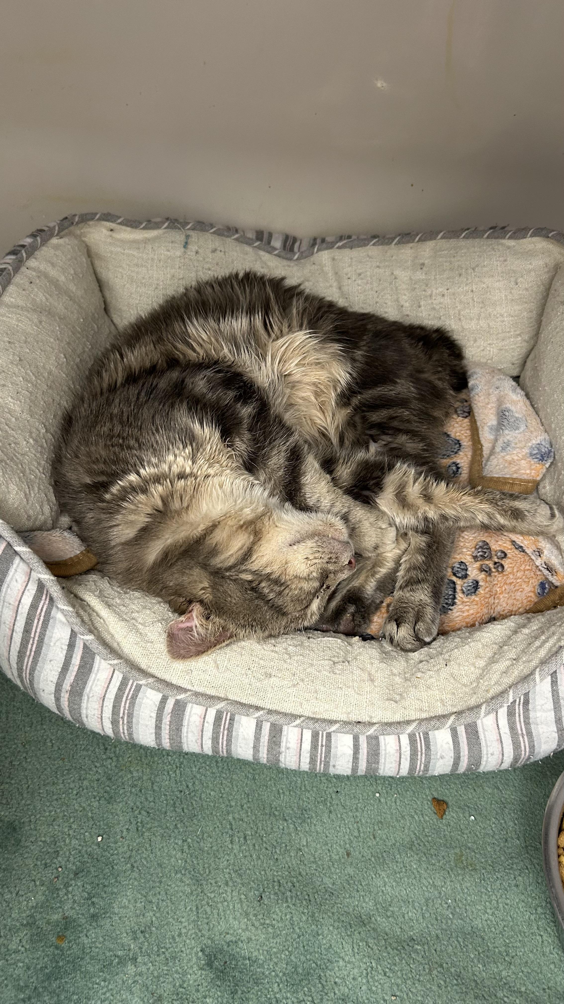 Enlarge Banks, a ADOPTABLE Domestic Short Hair in White Oak, PA image 3/3