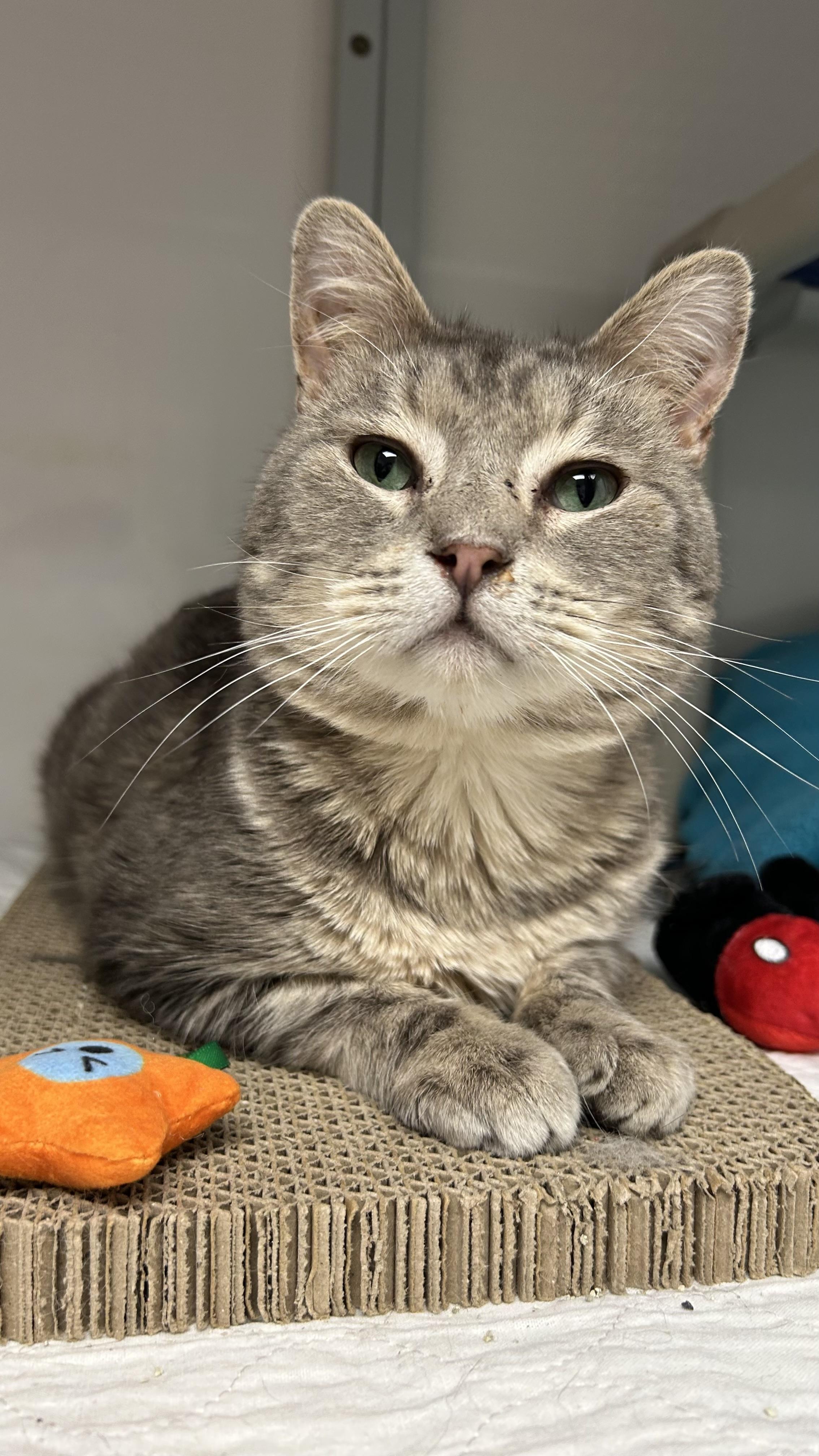 Enlarge Banks, a ADOPTABLE Domestic Short Hair in White Oak, PA image 1/3