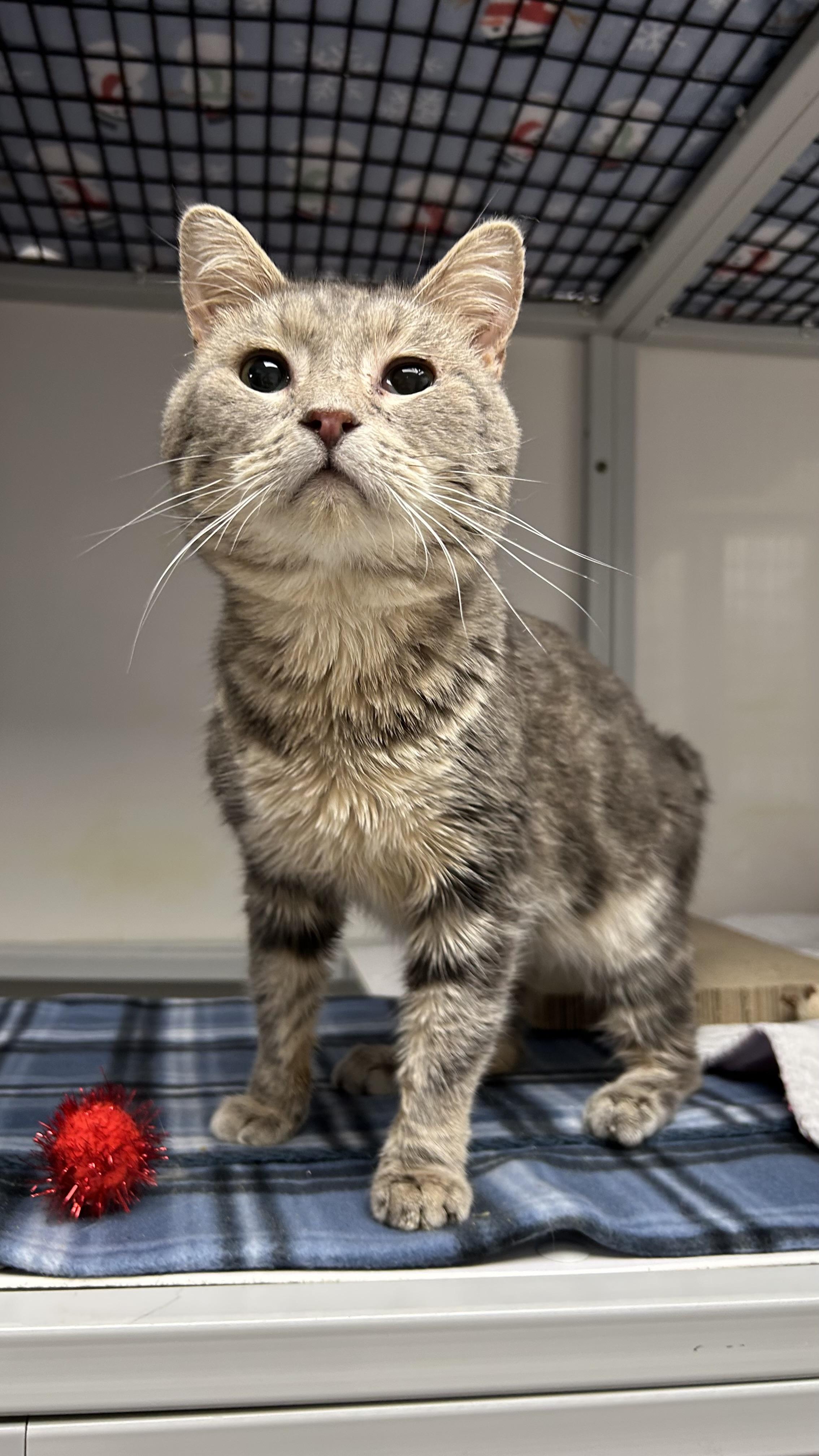 Enlarge Banks, a ADOPTABLE Domestic Short Hair in White Oak, PA image 2/3