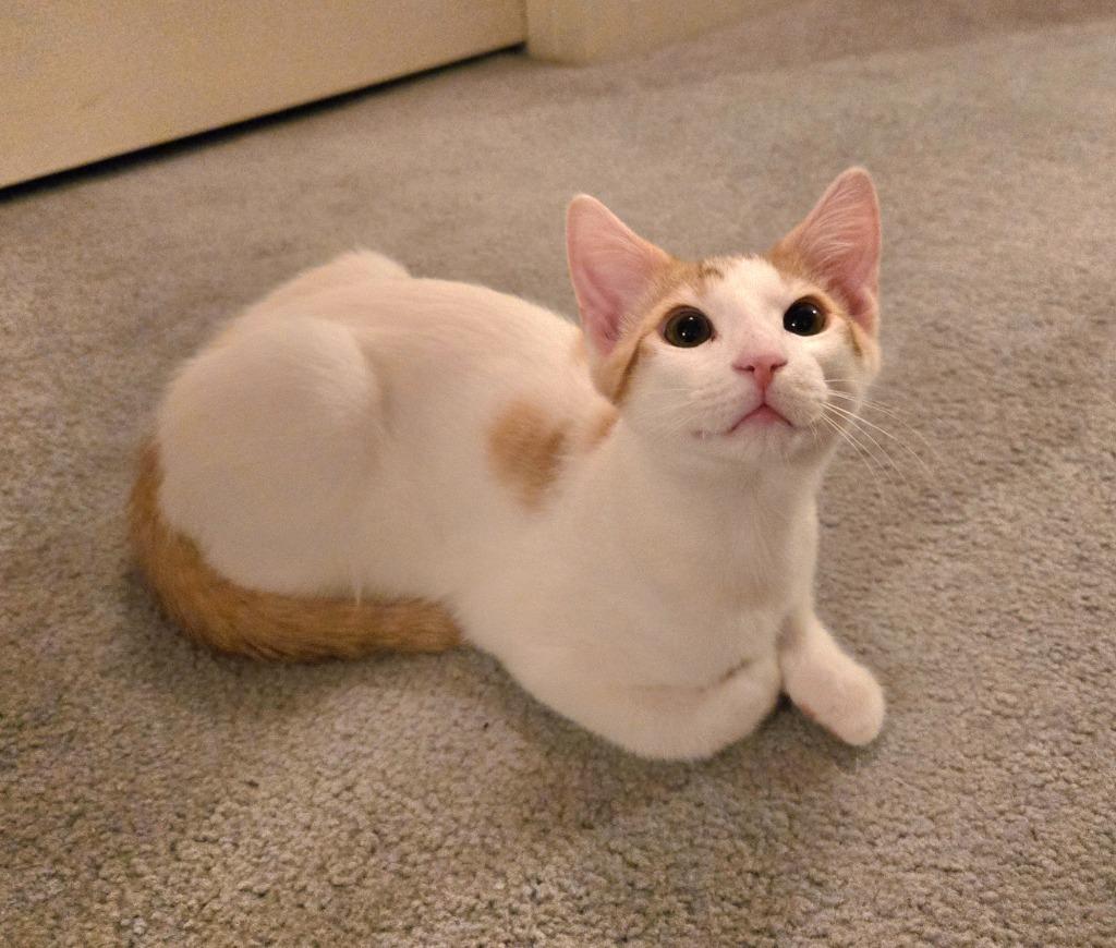 Yuri26, Adoptable, Kitten Male Domestic Short Hair.