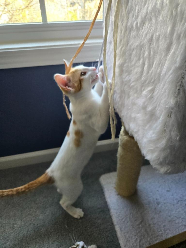 Enlarge Yuri26, a Adoptable mixed breed in Youngsville, NC image 2/4