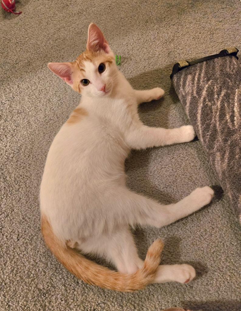 Enlarge Yuri26, a Adoptable mixed breed in Youngsville, NC image 4/4