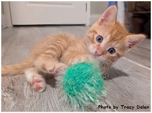 Enlarge Phoenix, a Adopted mixed breed in Oak Ridge, TN image 1/3