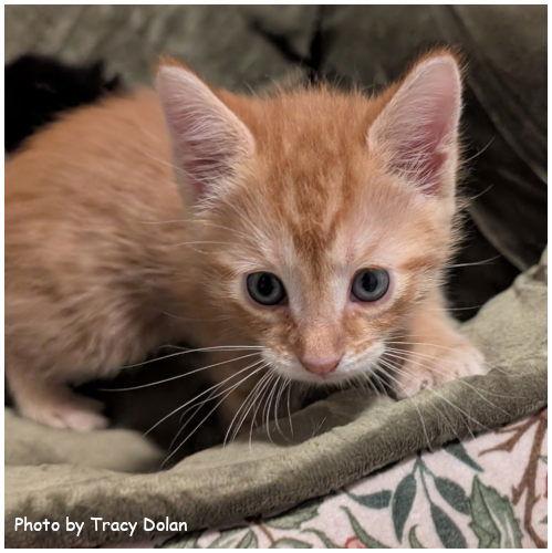 Enlarge Phoenix, a Adopted mixed breed in Oak Ridge, TN image 3/3