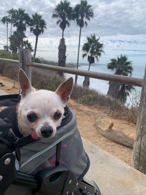 Enlarge Dove, a Adoptable mixed breed in Rancho Palos Verdes, CA image 2/6