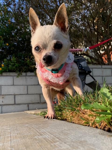 Enlarge Dove, a Adoptable mixed breed in Rancho Palos Verdes, CA image 5/6