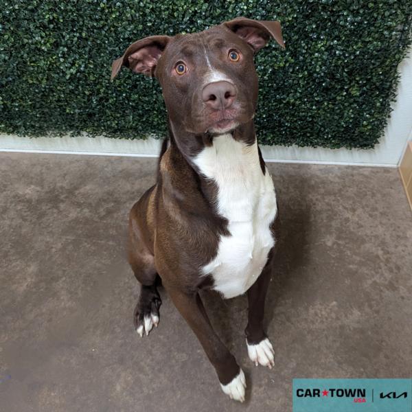 Enlarge Matthew McConaughey, a Adoptable mixed breed in Lexington, KY image 1/1