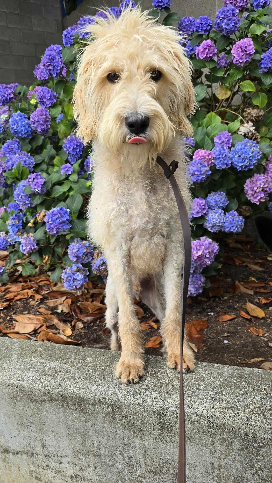 Cletus: RIDGE DOG IN TRAINING @ LOCAL PRISON, Adult Male unknown