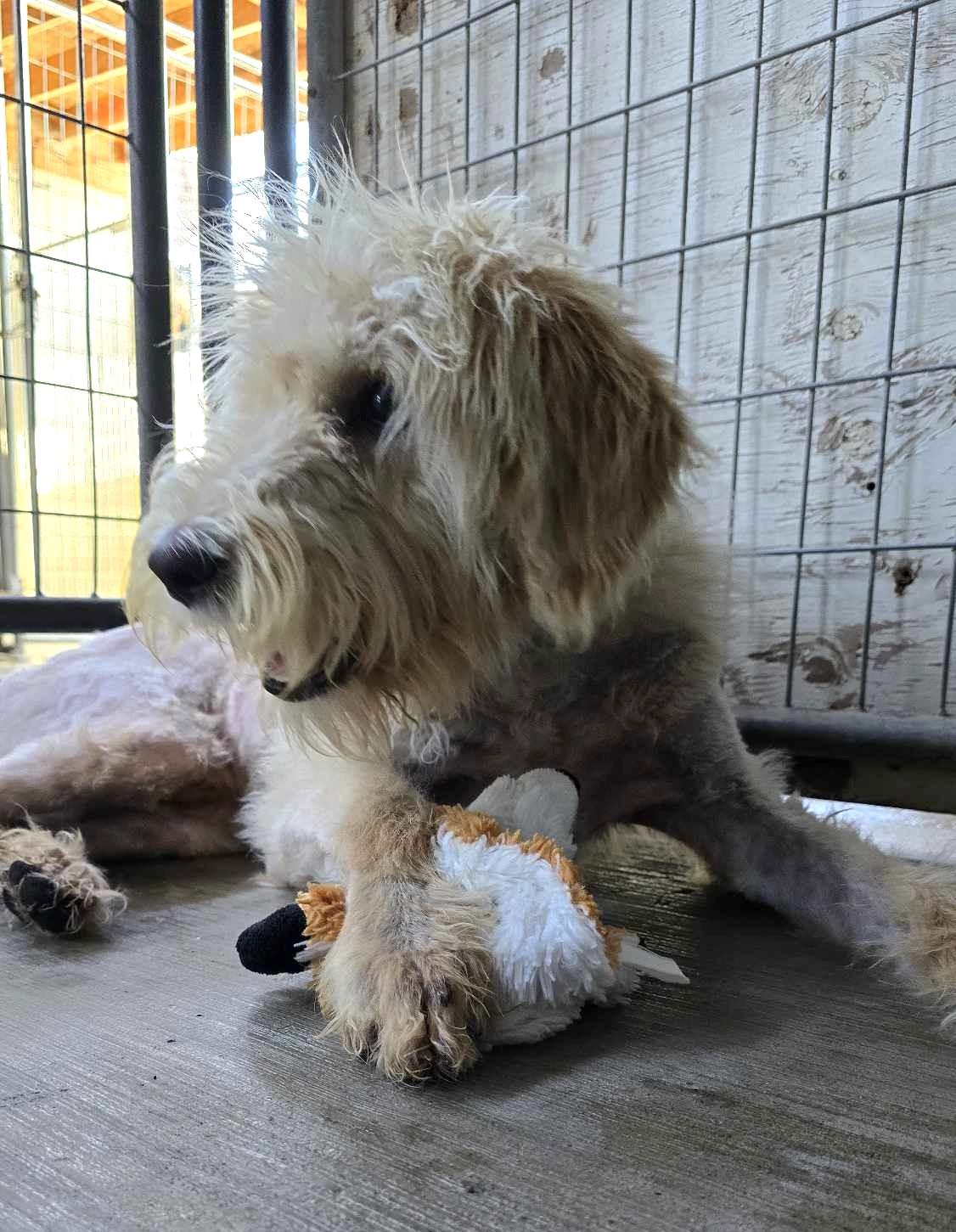 Cletus: RIDGE DOG IN TRAINING @ LOCAL PRISON photo 5