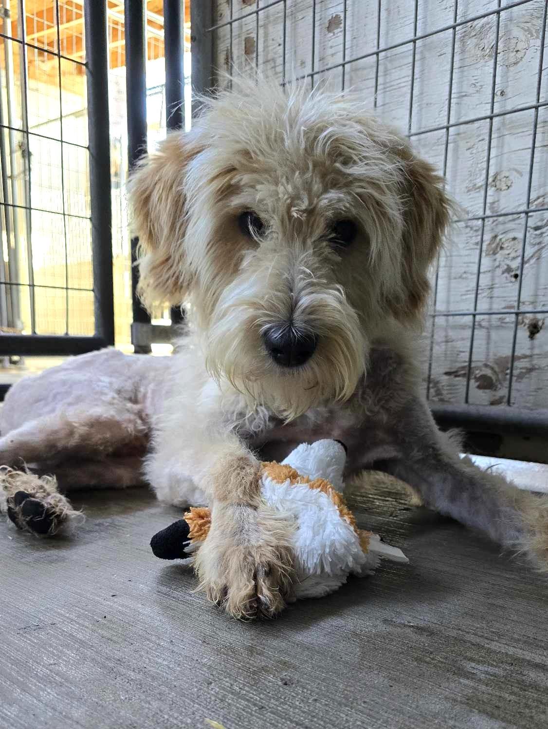 Cletus: RIDGE DOG IN TRAINING @ LOCAL PRISON photo 6