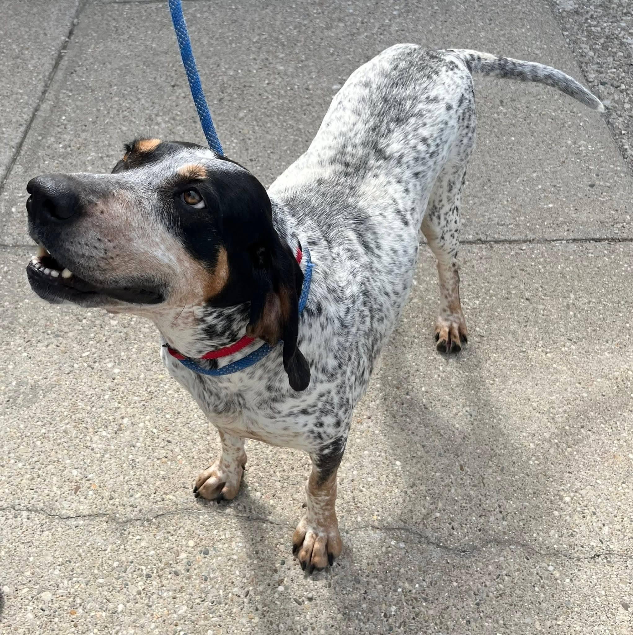 Enlarge Tilly Girl, a ADOPTABLE Bluetick Coonhound in North Bay, ON image 1/6