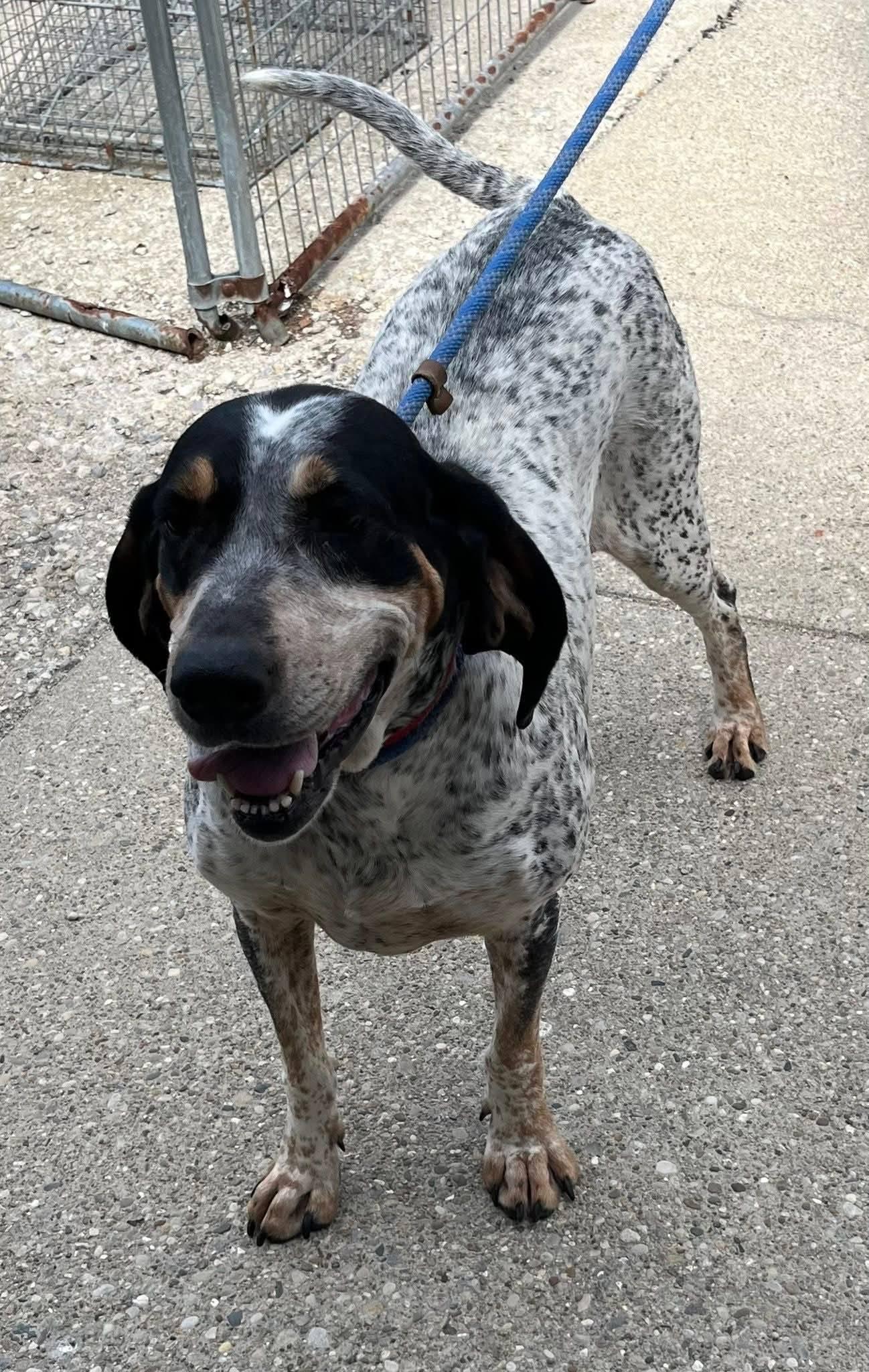 Enlarge Tilly Girl, a ADOPTABLE Bluetick Coonhound in North Bay, ON image 3/6