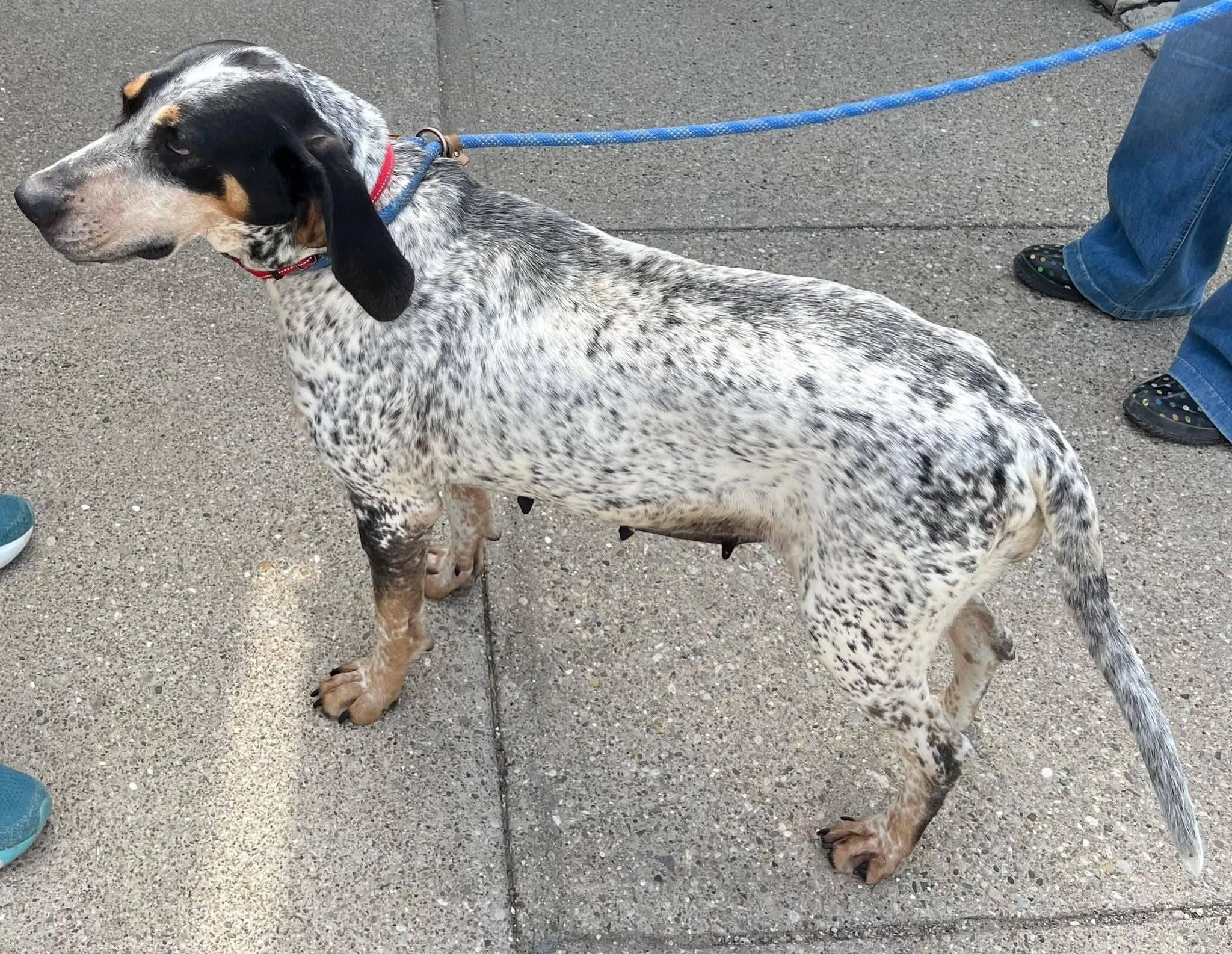 Enlarge Tilly Girl, a ADOPTABLE Bluetick Coonhound in North Bay, ON image 4/6