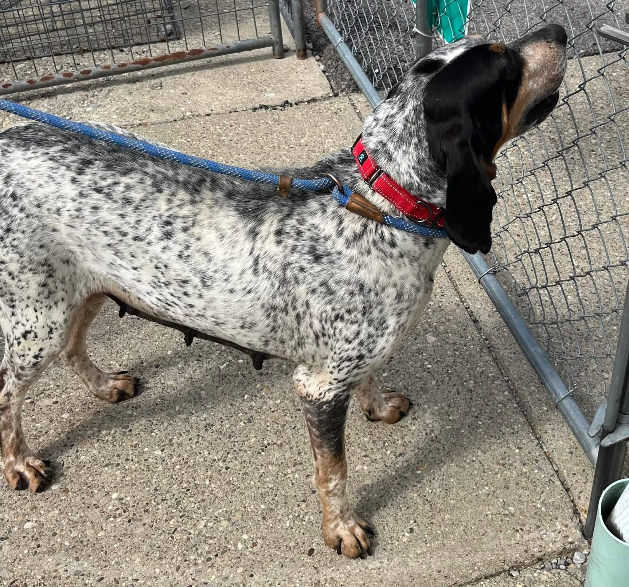 Enlarge Tilly Girl, a ADOPTABLE Bluetick Coonhound in North Bay, ON image 5/6