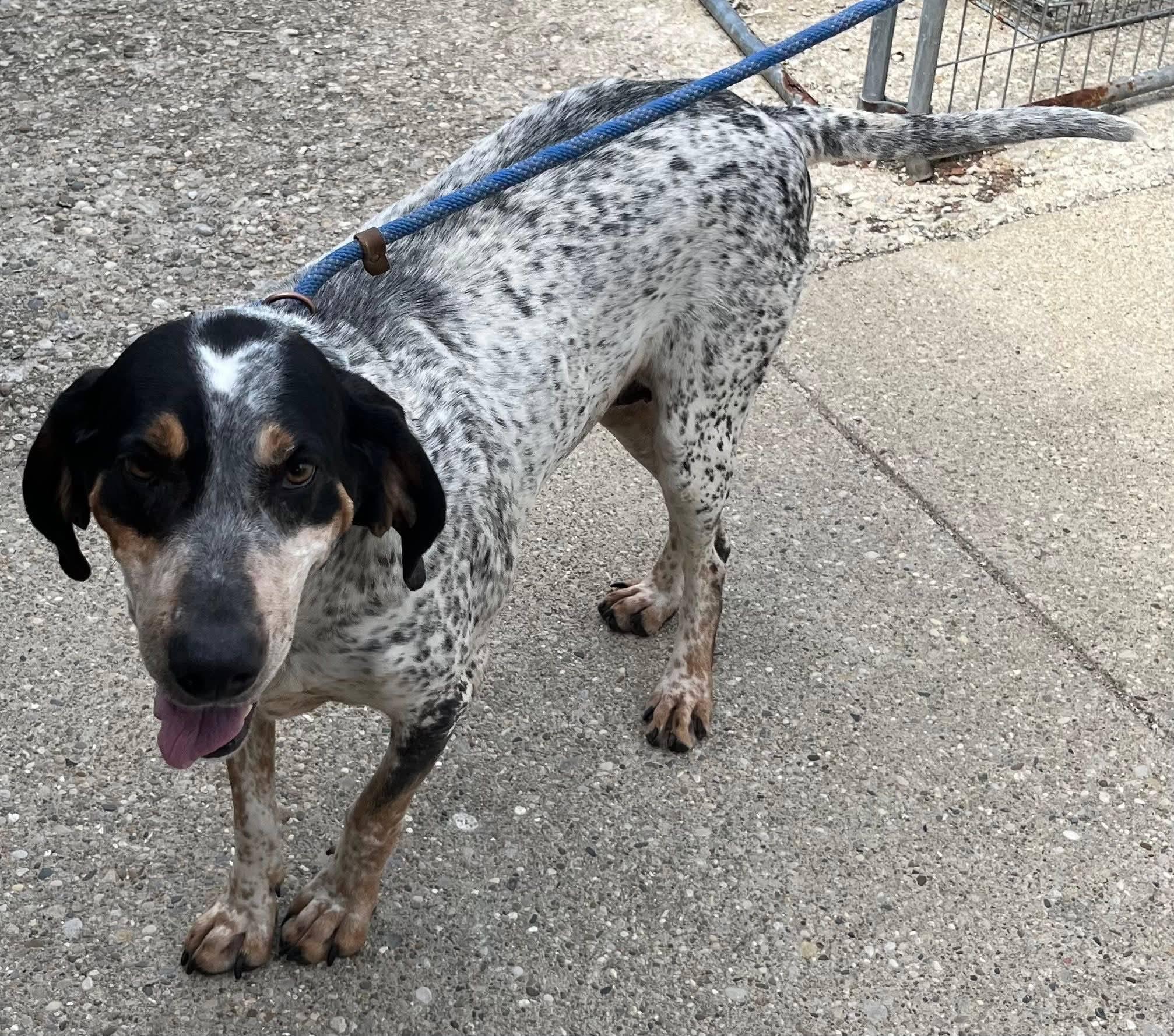 Enlarge Tilly Girl, a ADOPTABLE Bluetick Coonhound in North Bay, ON image 2/6