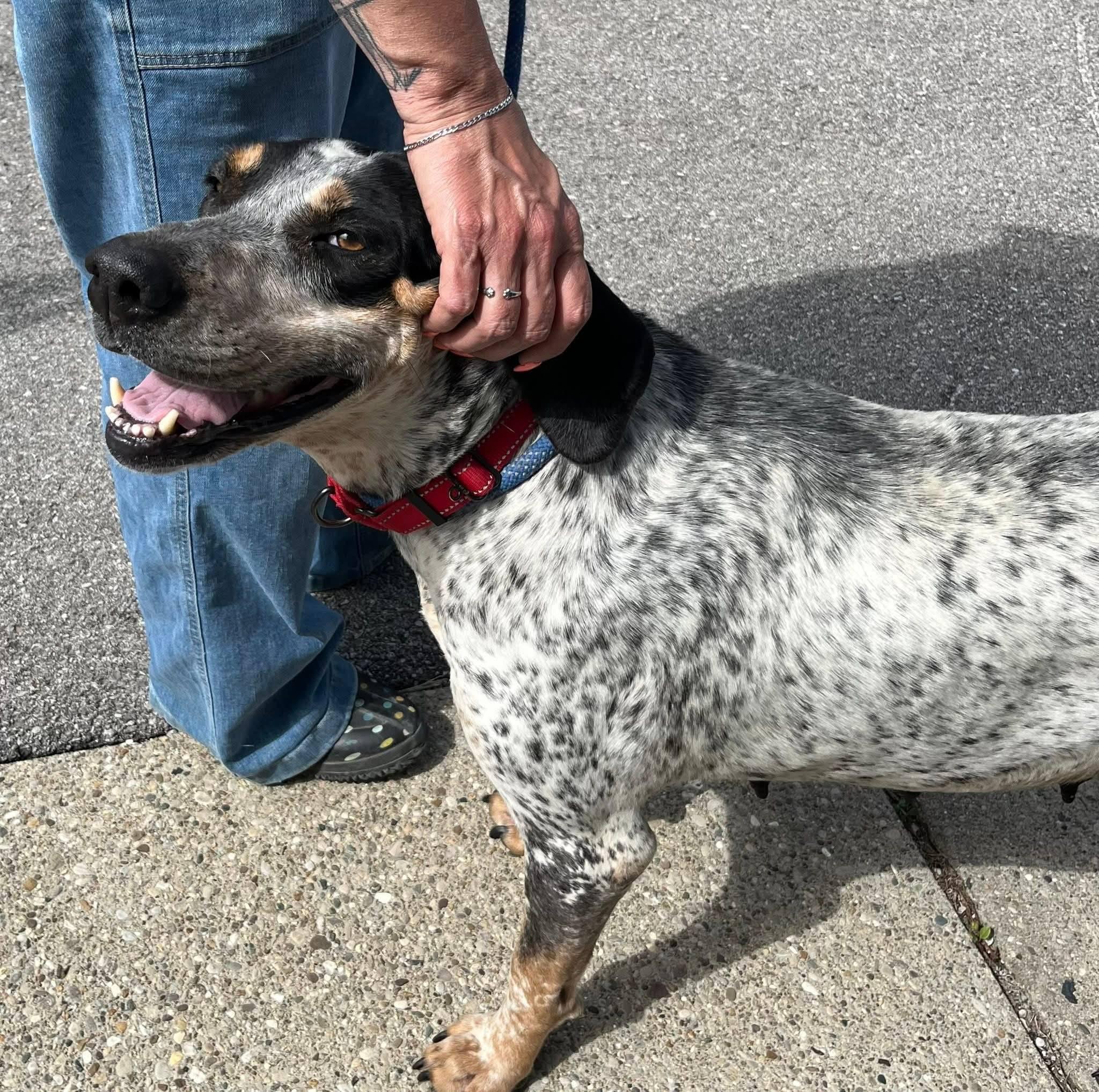 Enlarge Tilly Girl, a ADOPTABLE Bluetick Coonhound in North Bay, ON image 6/6