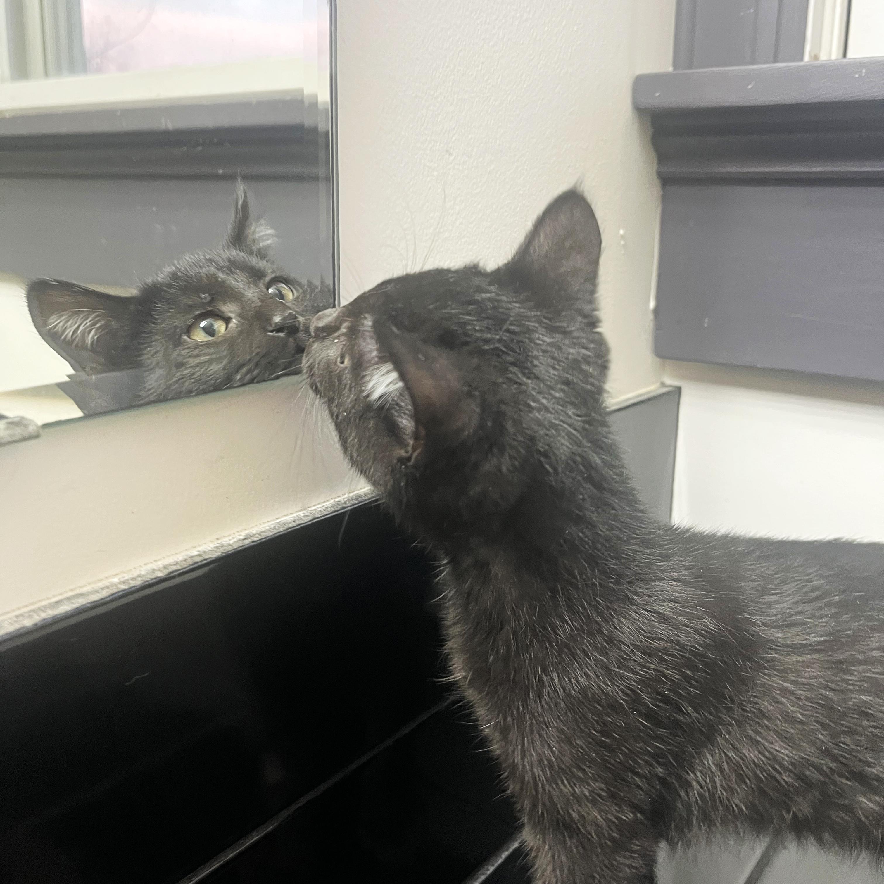 Enlarge Twinkle, a Adoptable American Shorthair in Grinnell, IA image 4/4