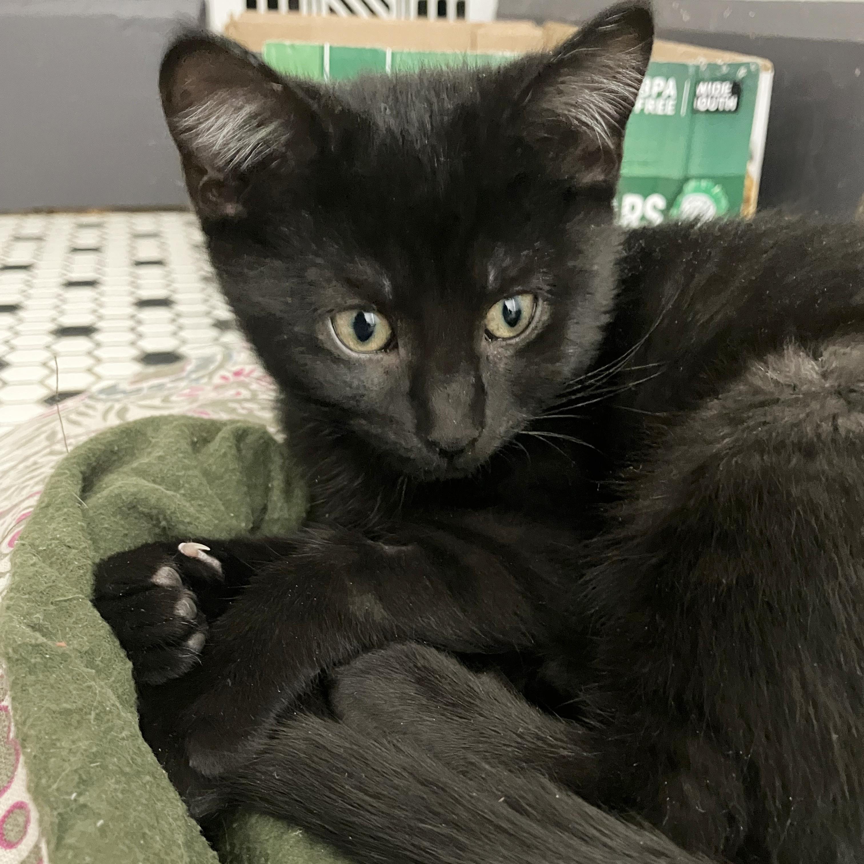 Enlarge Twinkle, a Adoptable American Shorthair in Grinnell, IA image 2/4