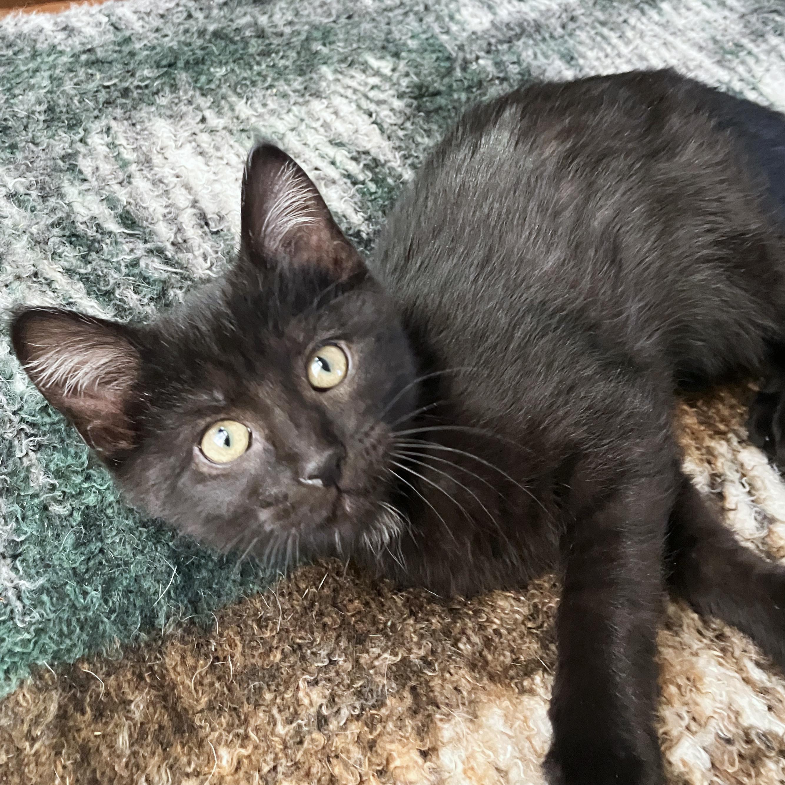 Enlarge Twinkle, a Adoptable American Shorthair in Grinnell, IA image 3/4