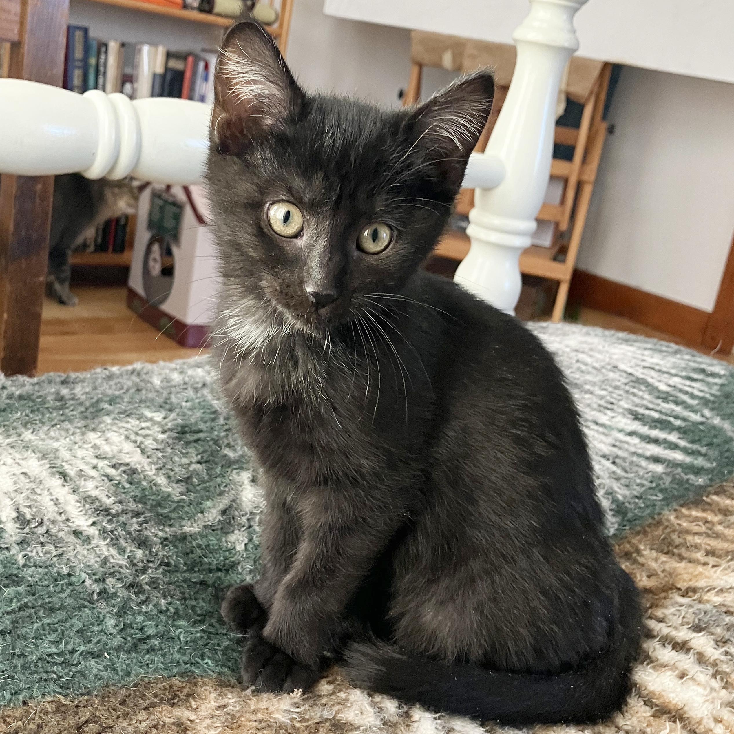 Twinkle, Adoptable, Kitten Female American Shorthair.