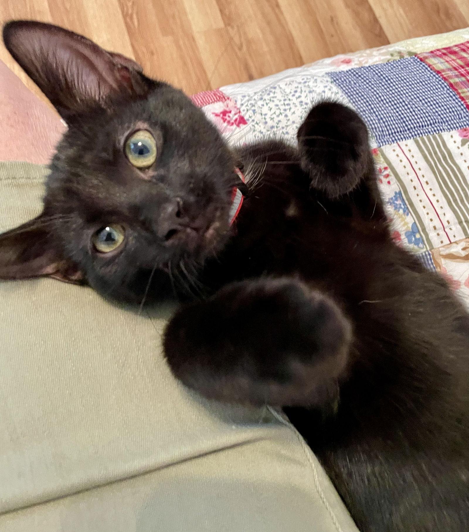 Enlarge PJ, a Adopted Domestic Short Hair in Pittsburgh, PA image 1/3