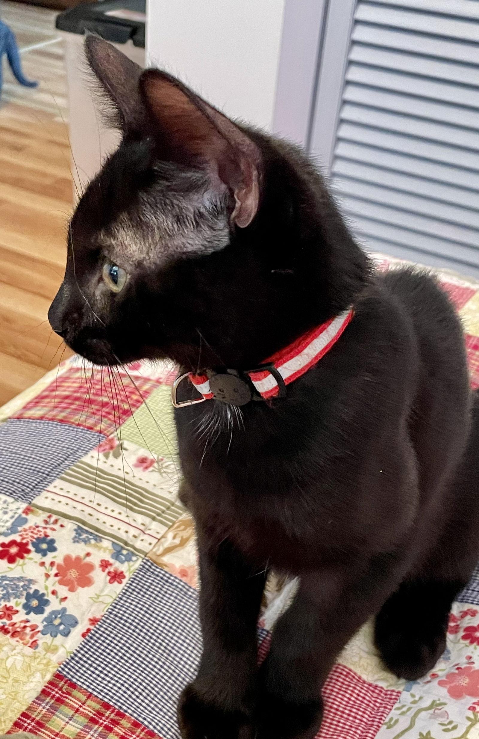 Enlarge PJ, a Adopted Domestic Short Hair in Pittsburgh, PA image 2/3