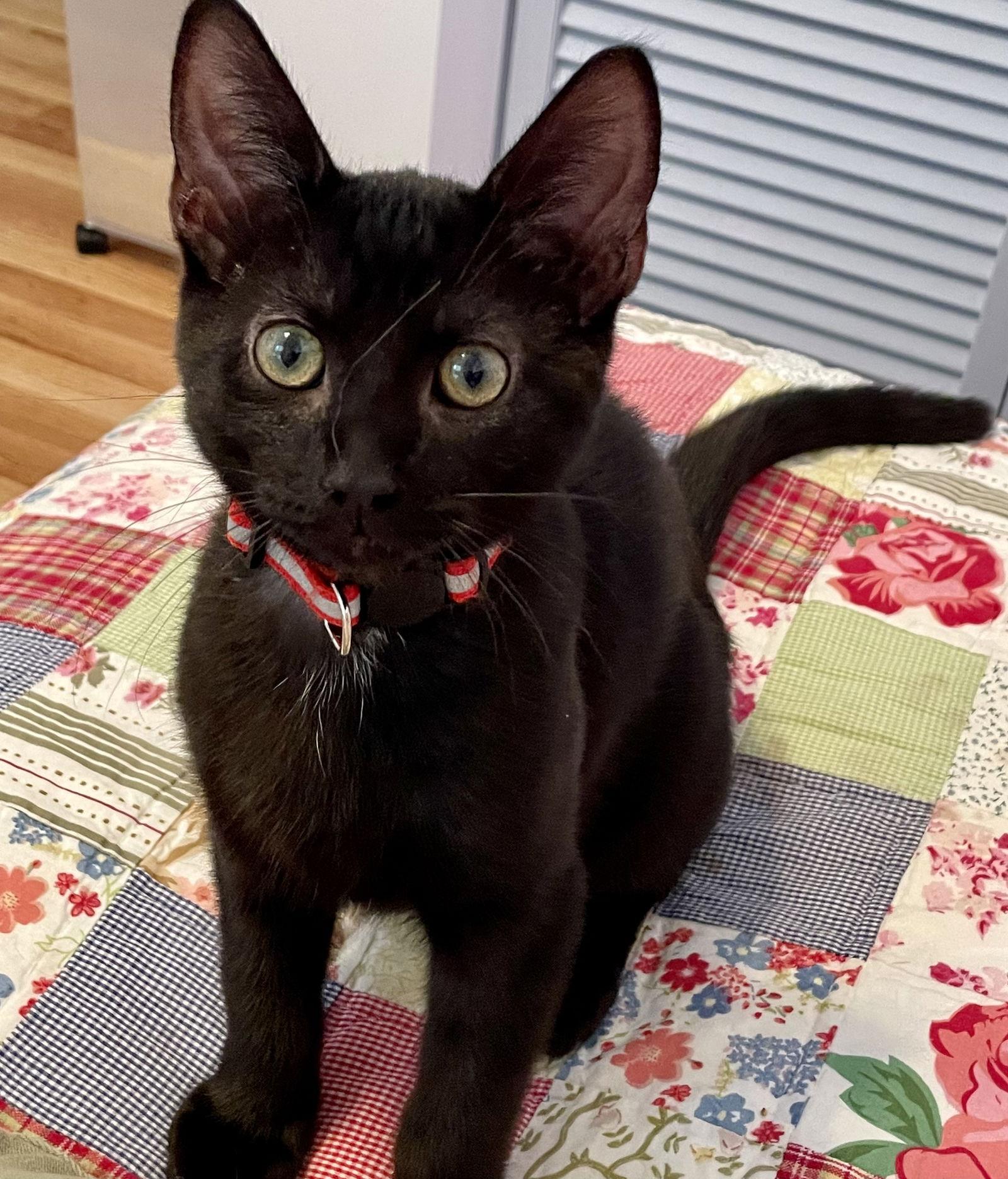 Enlarge PJ, a Adopted Domestic Short Hair in Pittsburgh, PA image 3/3