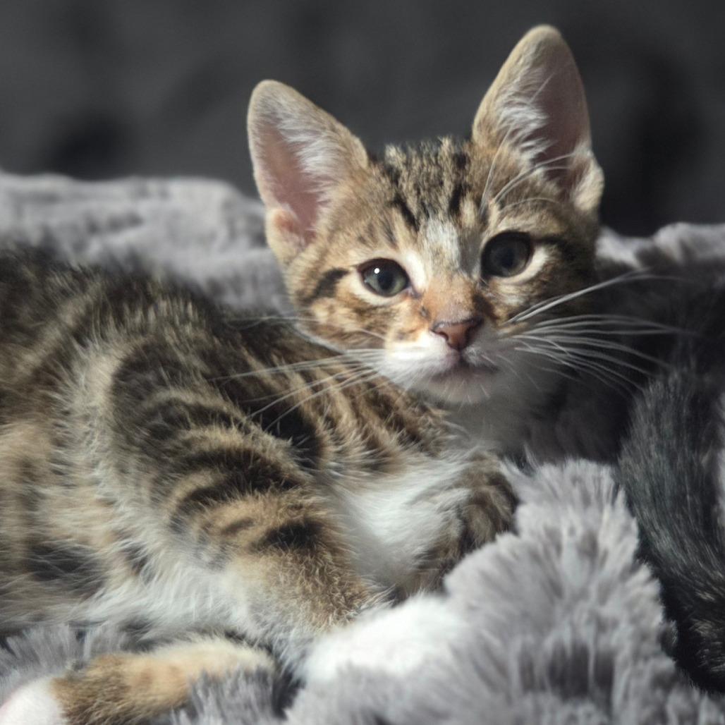 Nutmeg, Adoptable, Kitten Male Domestic Short Hair.