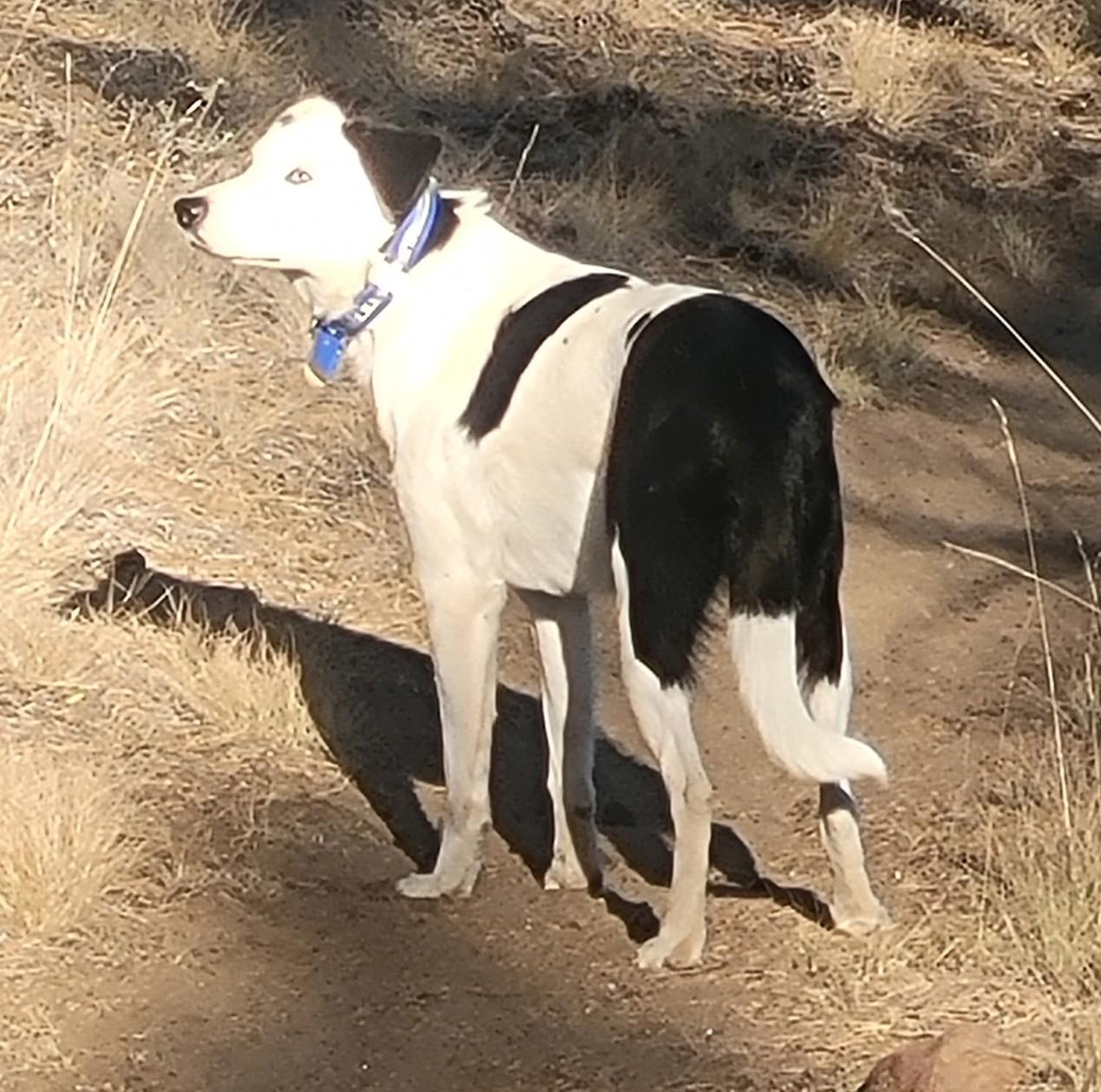 Enlarge Vista, a ADOPTABLE Border Collie in Bend, OR image 2/4