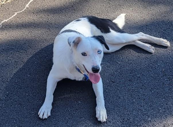Enlarge Vista, a ADOPTABLE Border Collie in Bend, OR image 1/4