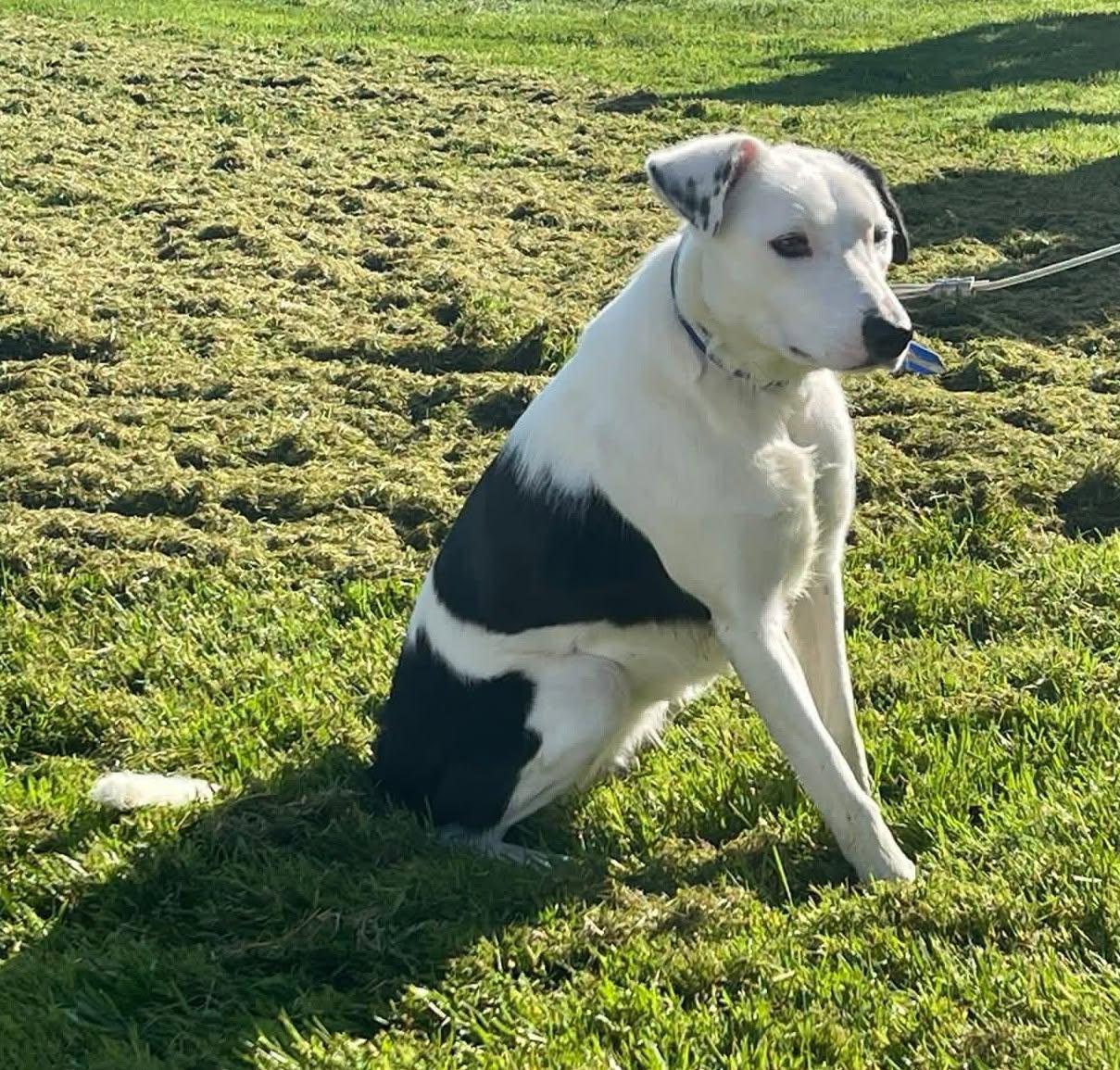 Enlarge Vista, a ADOPTABLE Border Collie in Bend, OR image 4/4