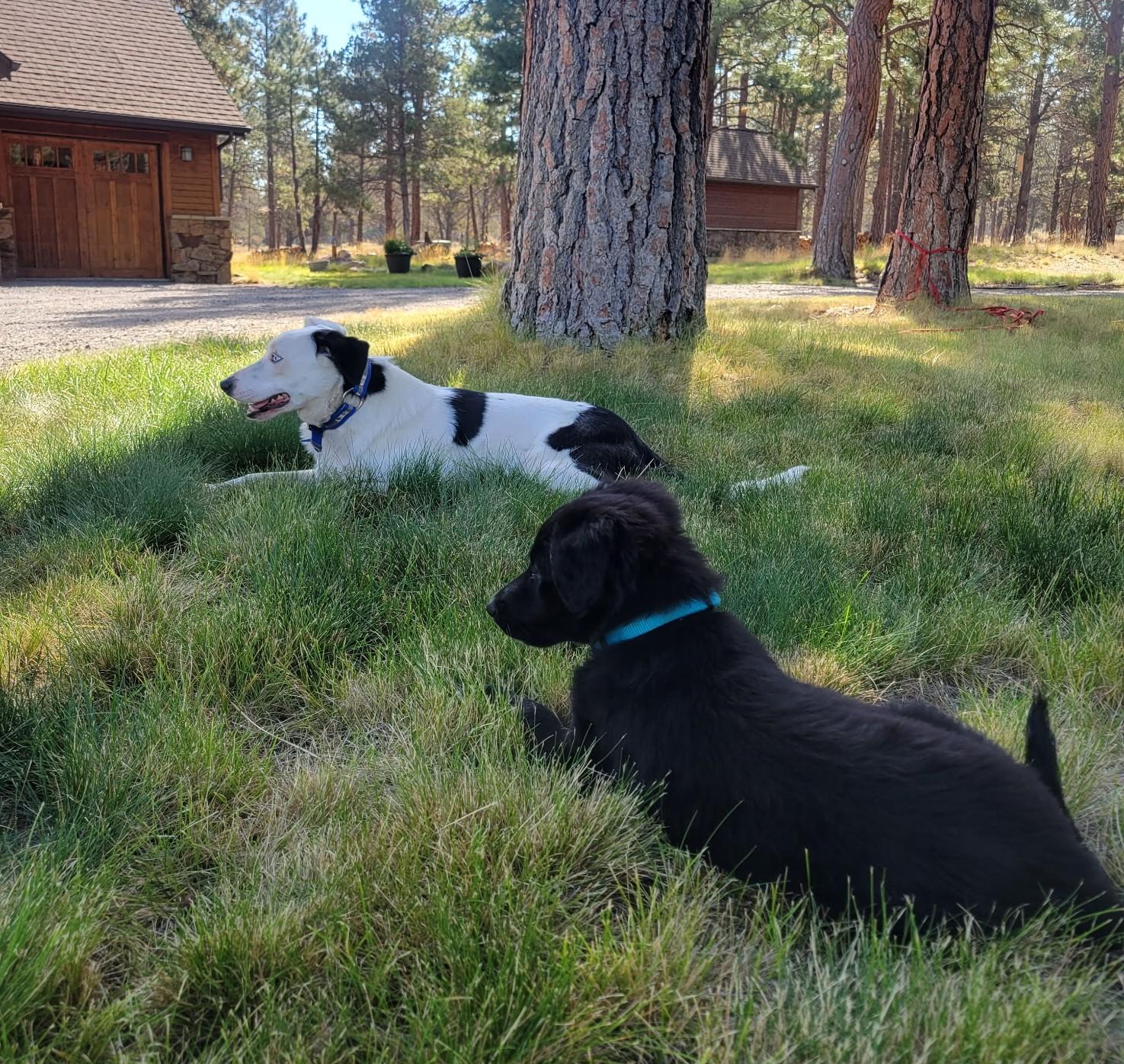 Enlarge Vista, a ADOPTABLE Border Collie in Bend, OR image 3/4