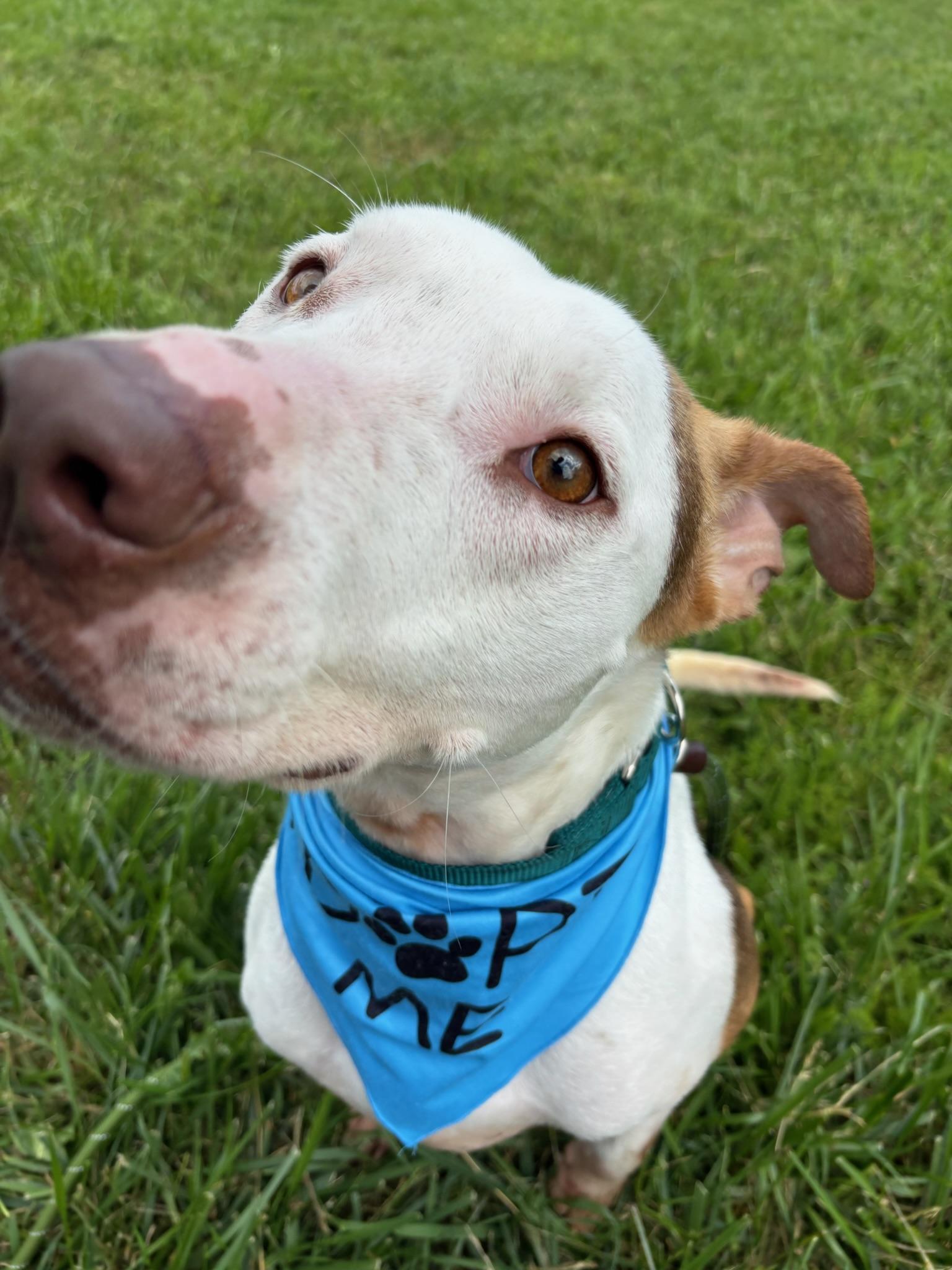 Enlarge Ben , a Adoptable Staffordshire Bull Terrier in Seattle , WA image 5/6