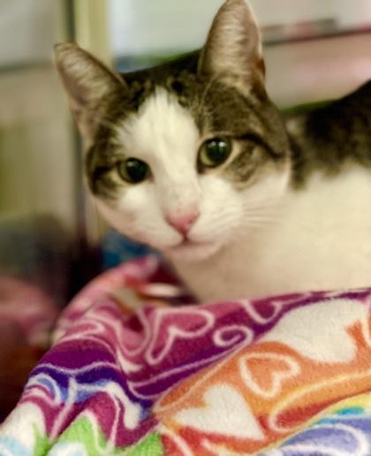 Enlarge Tabby, a Adoptable mixed breed in Fort Worth, TX image 1/3