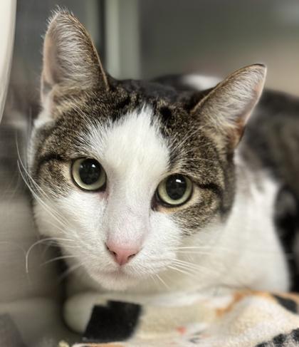 Enlarge Tabby, a Adoptable mixed breed in Fort Worth, TX image 2/3