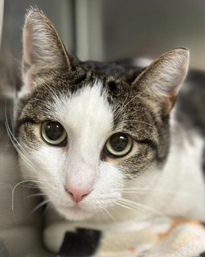 Enlarge Tabby, a Adoptable mixed breed in Fort Worth, TX image 3/3