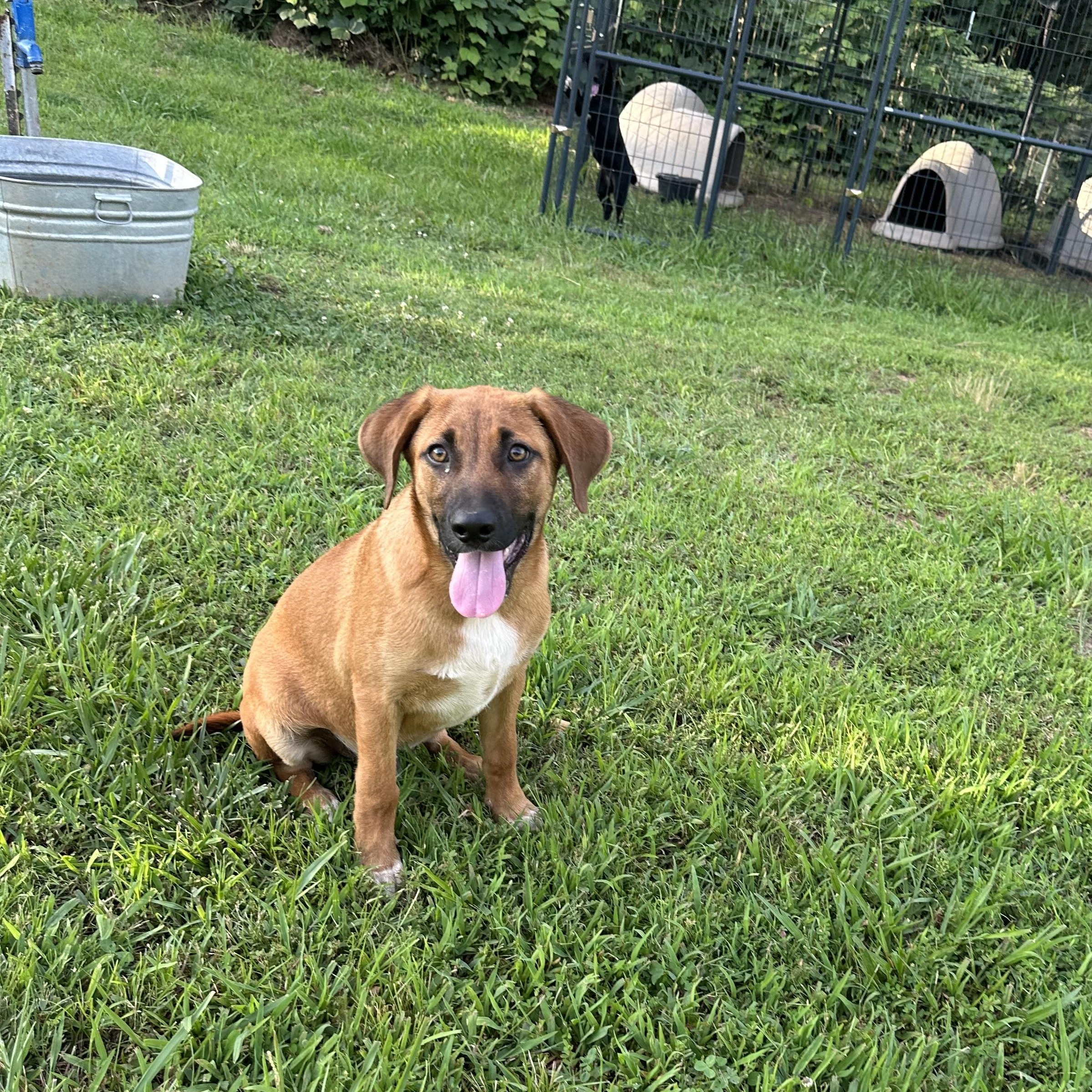 Greg, an adopted Black Mouth Cur in Grove City, OH image 2/6