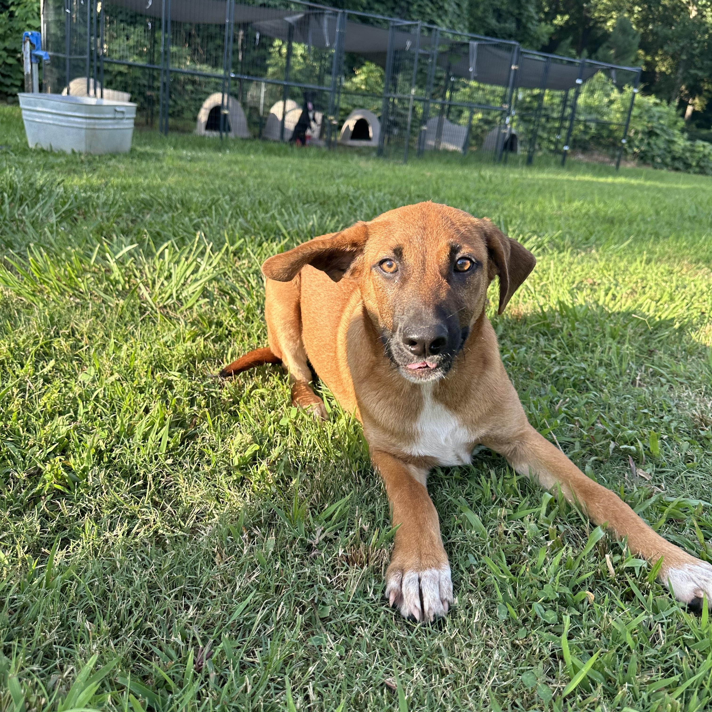Greg, an adopted Black Mouth Cur in Grove City, OH image 4/6