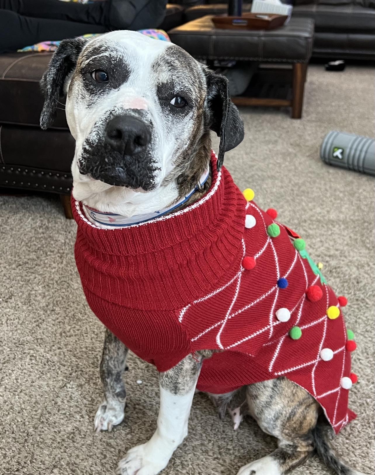 Moxie, Adoptable, Senior Female Boxer.