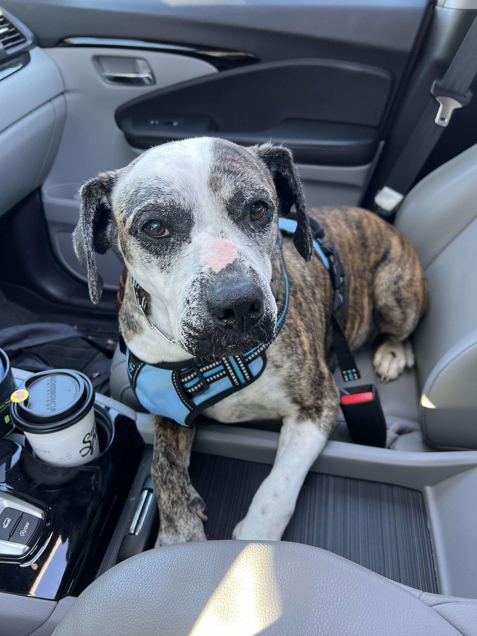 Enlarge Moxie, a Adoptable Boxer in Elgin, IL image 3/3