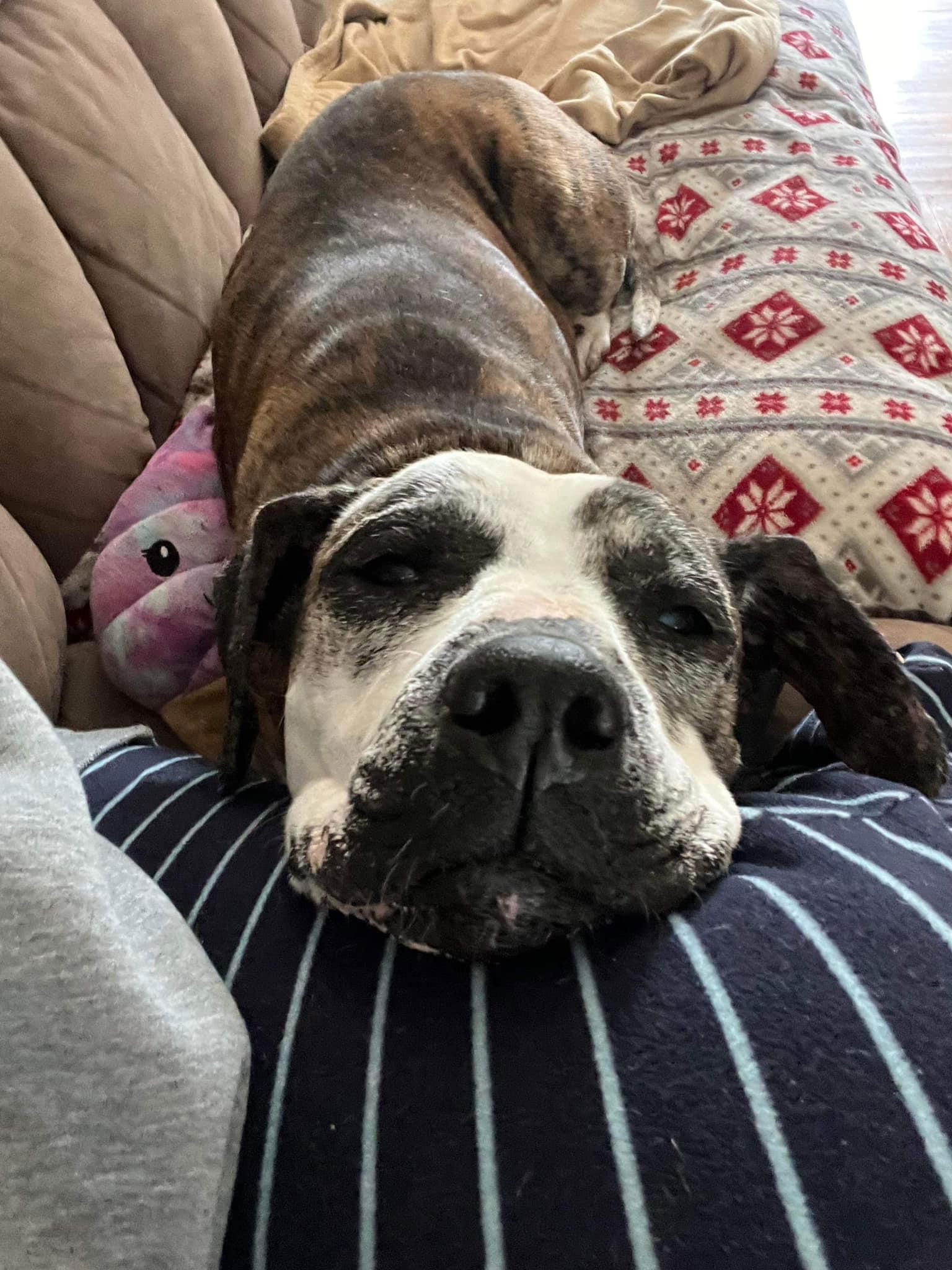 Enlarge Moxie, a Adoptable Boxer in Elgin, IL image 3/3