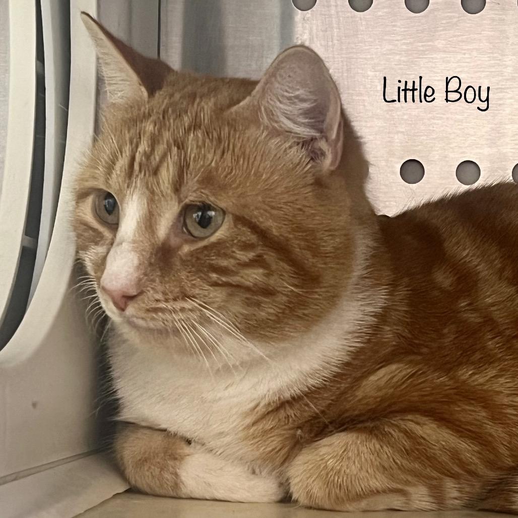 Enlarge Little Boy, a Adoptable mixed breed in Phoenix, AZ image 3/4